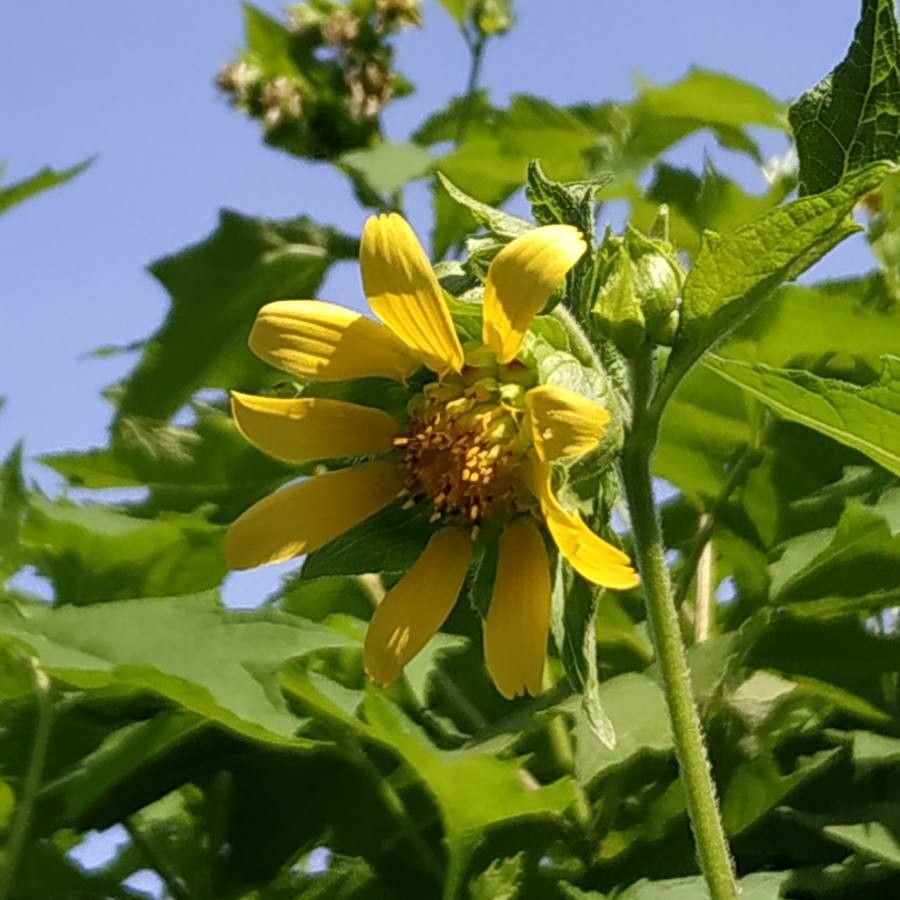 Smallanthus uvedalia flower