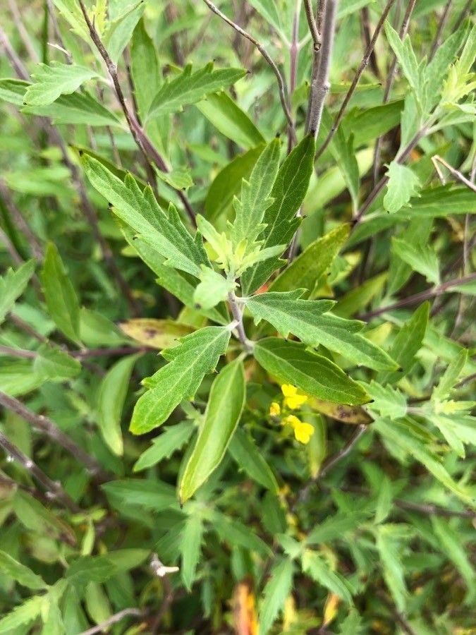 Caryopteris mongholica leaf