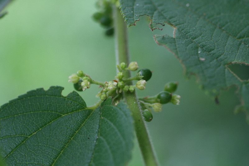 Trema micrantha flower