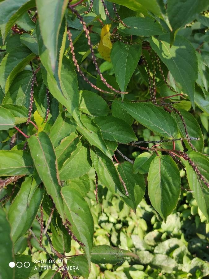 Stachyurus chinensis flower