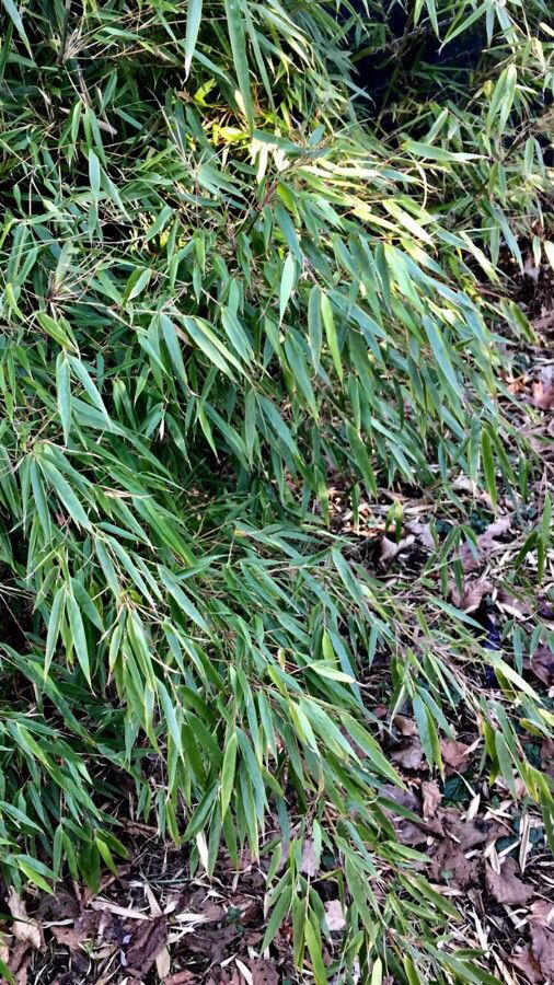 Phyllostachys nigra leaf
