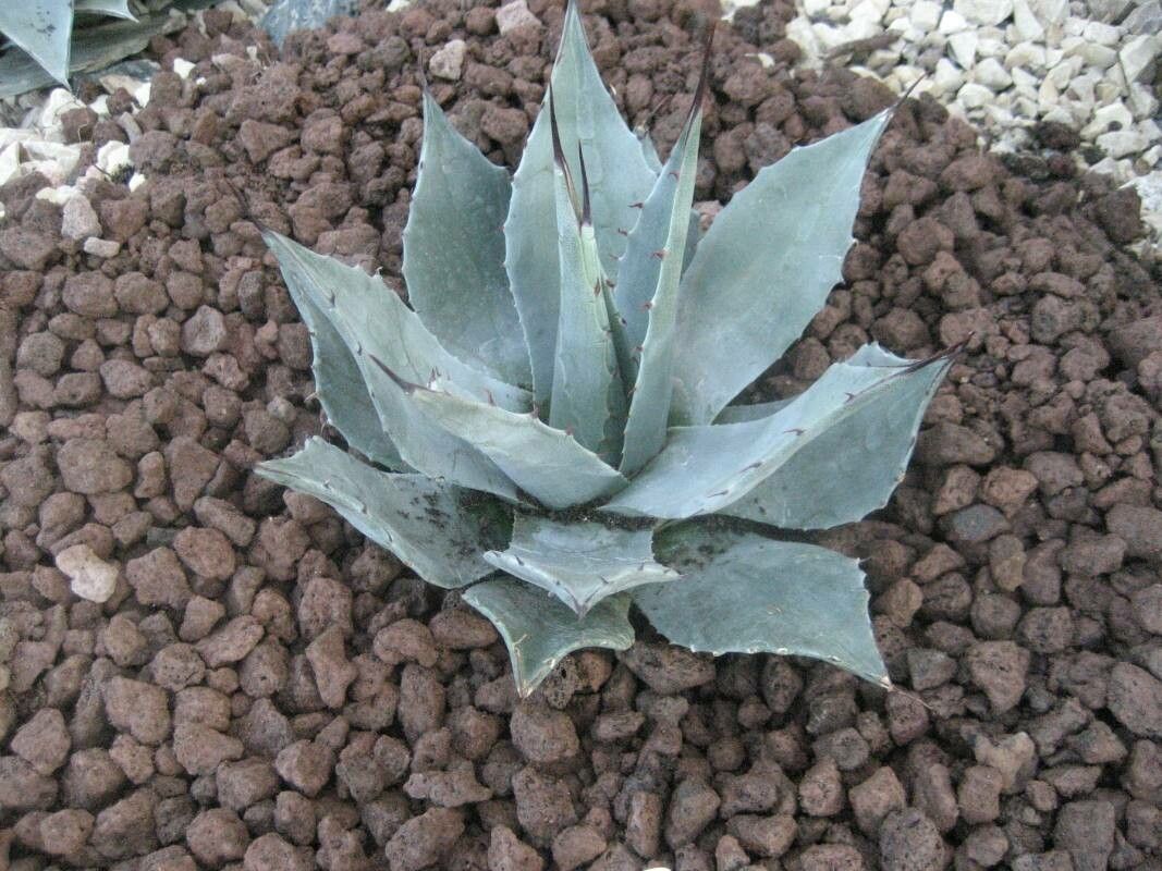 Agave colorata bark