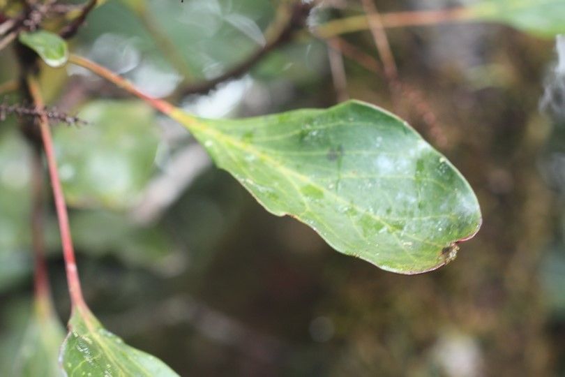 Beauprea crassifolia — search result for 'Proteaceae'
