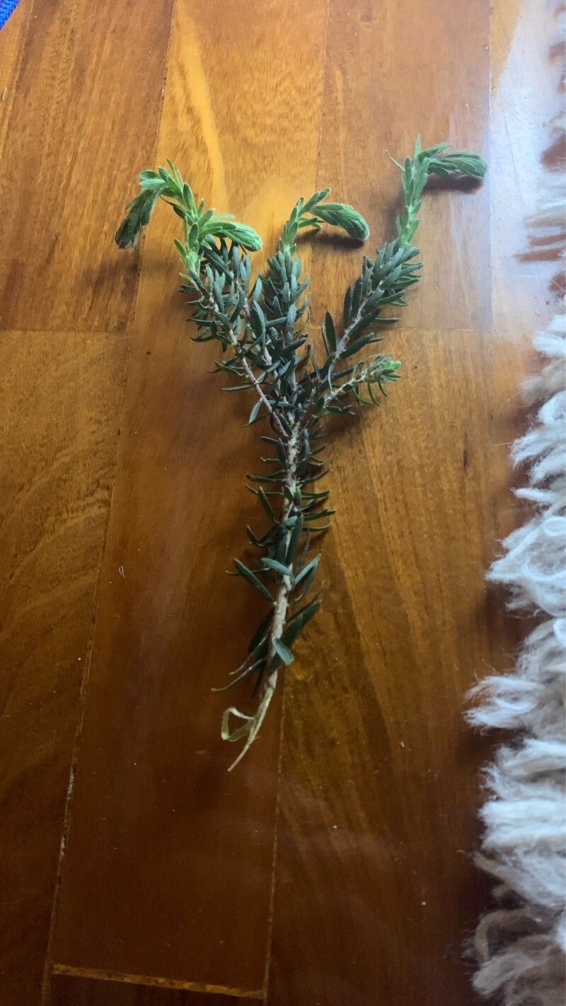 Thymelaea calycina habit