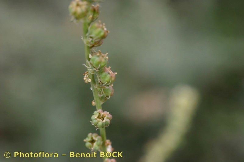 Reseda complicata fruit