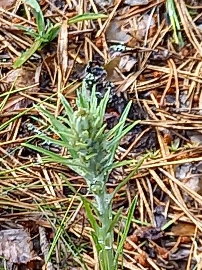 Plantago aristata flower