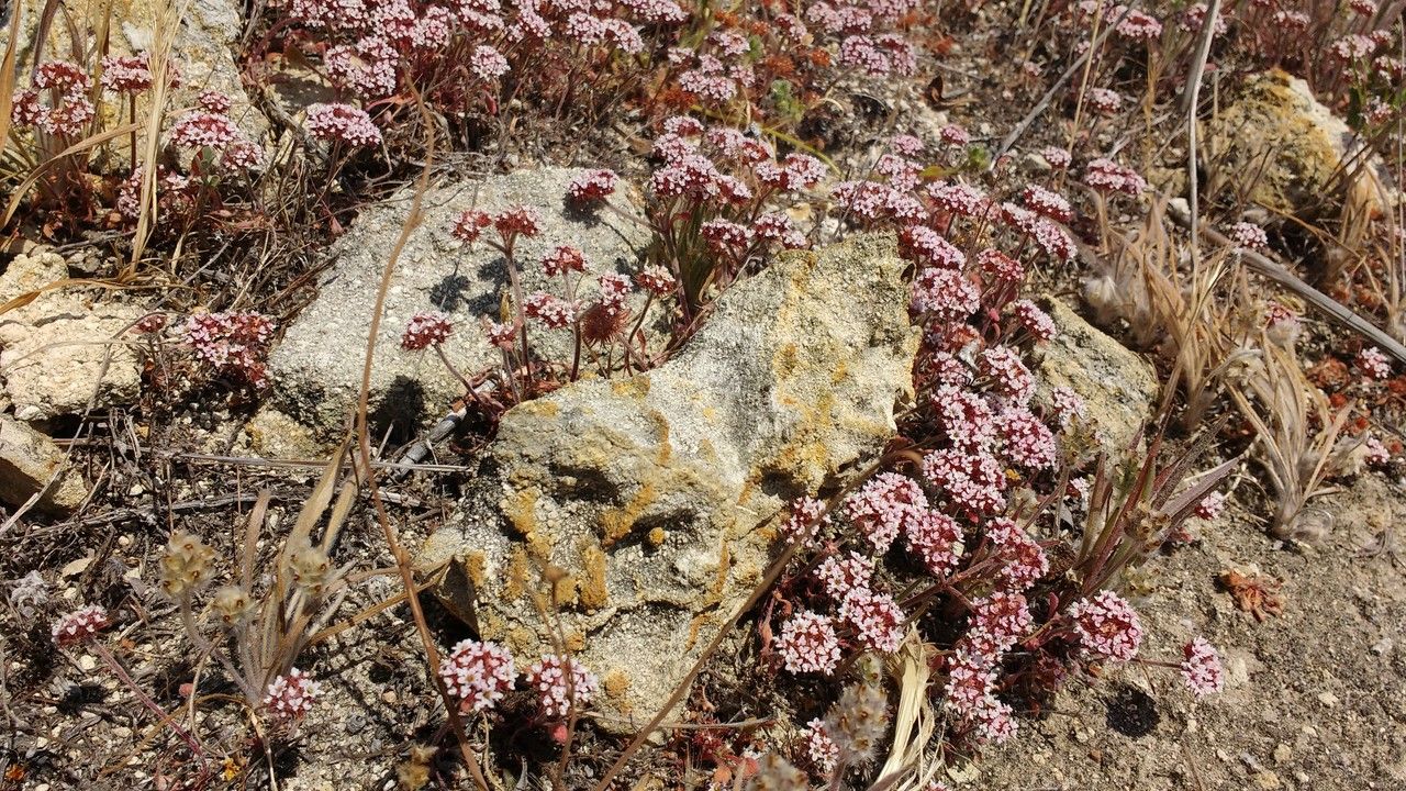 Chorizanthe staticoides habit