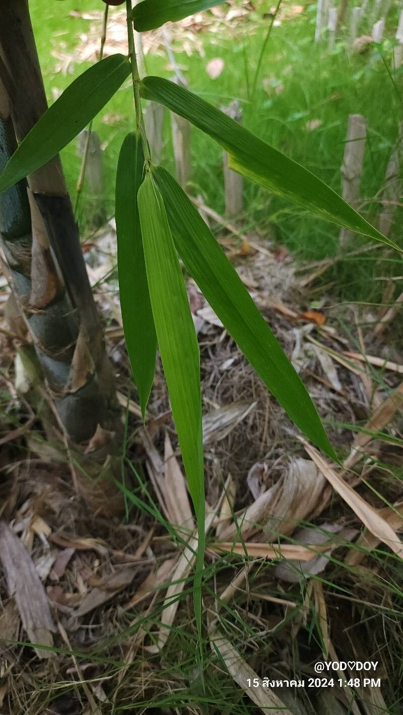 Bambusa oliveriana — search result for 'Bambusa'