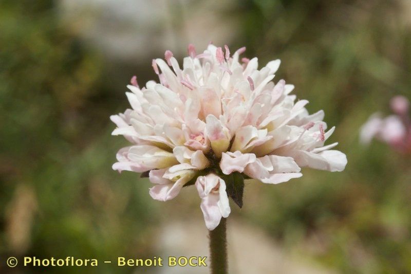 Knautia mauritanica flower