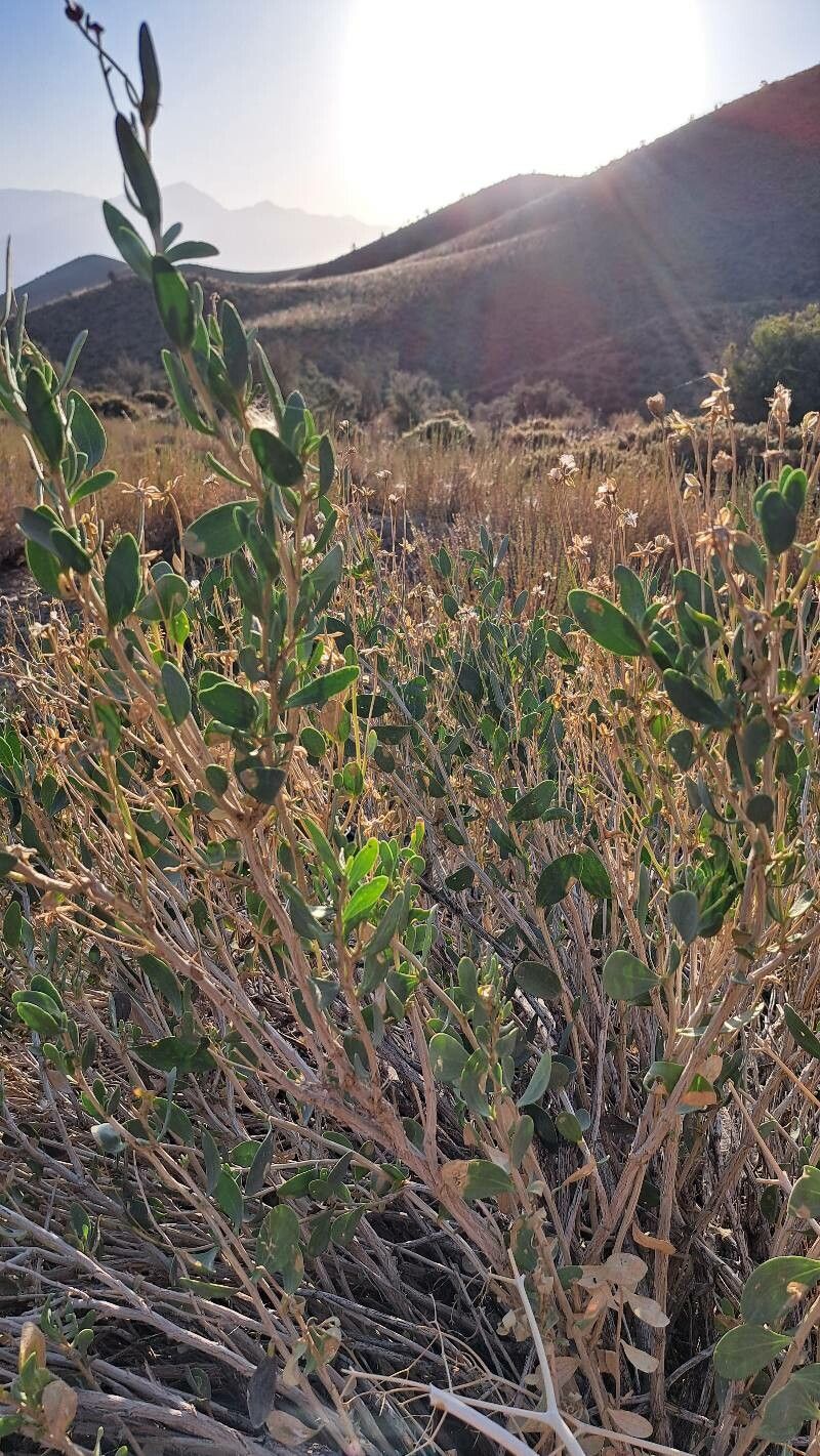 Hertia angustifolia — related species from the same genus