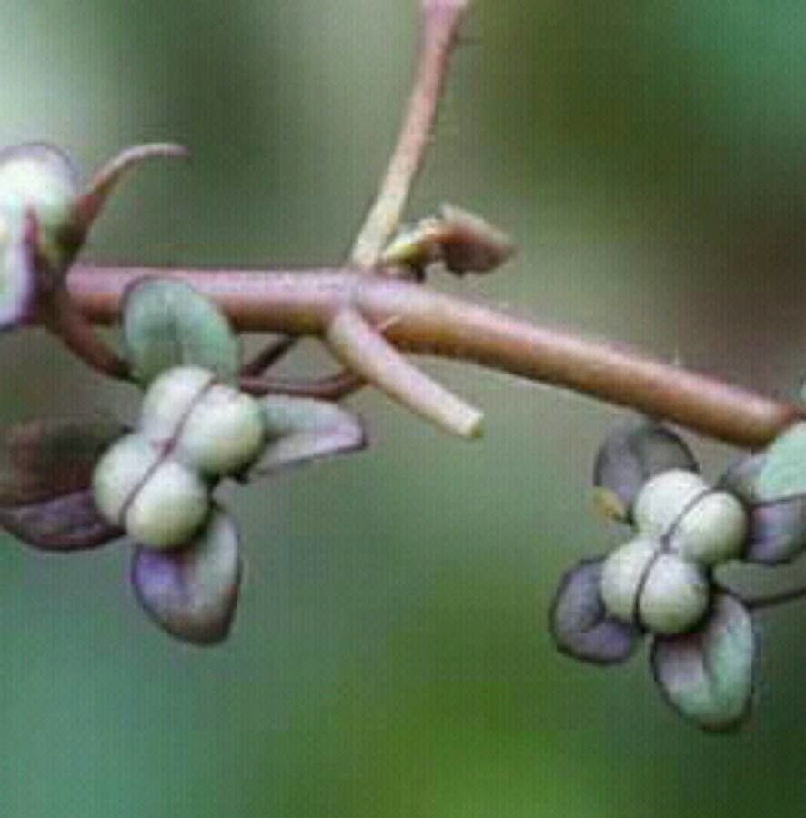 Callitriche stagnalis fruit