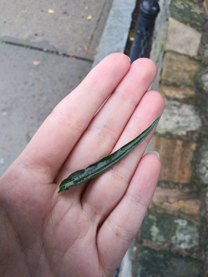 Liatris squarrosa — search result for 'Liatris'