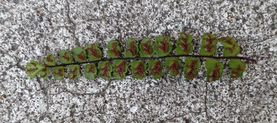 Asplenium trichomanes flower