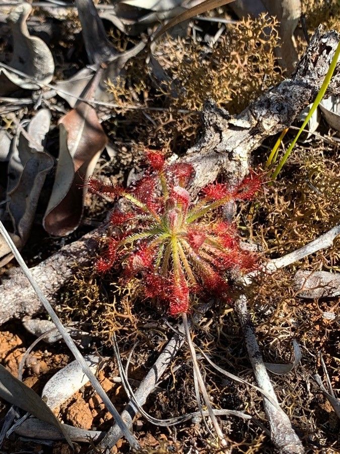 Drosera neocaledonica flower