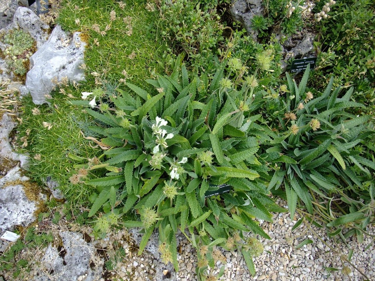 Stachys ossetica habit
