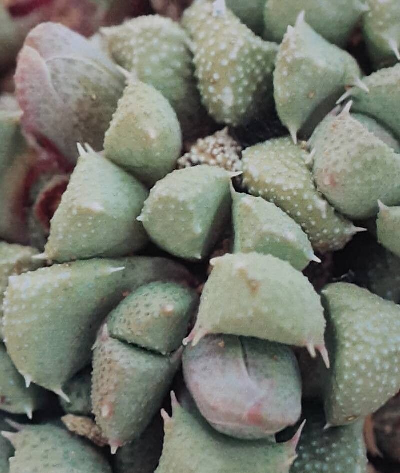 Stomatium villetii habit