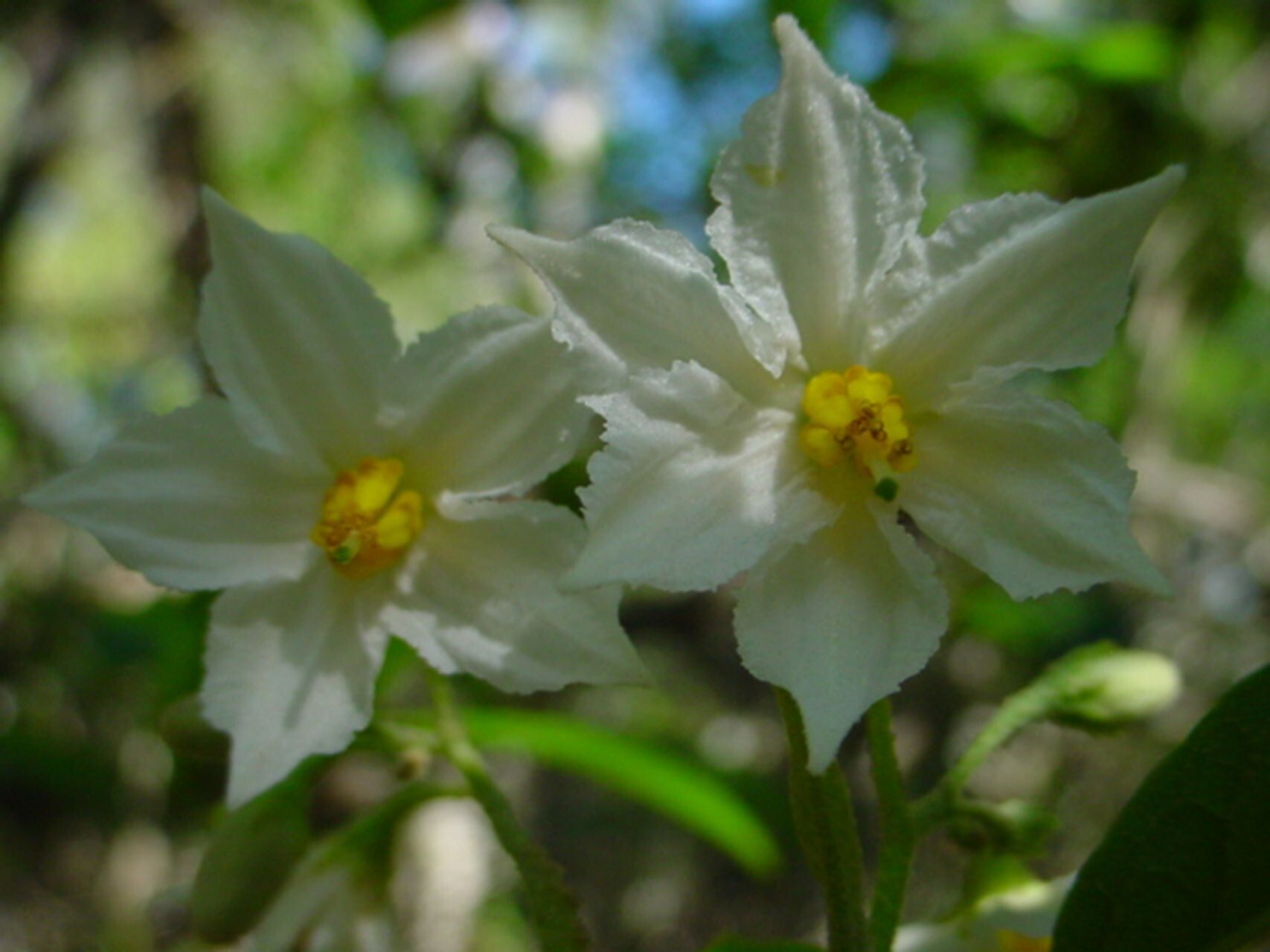 Solanum tetrandrum — houseplant care guide