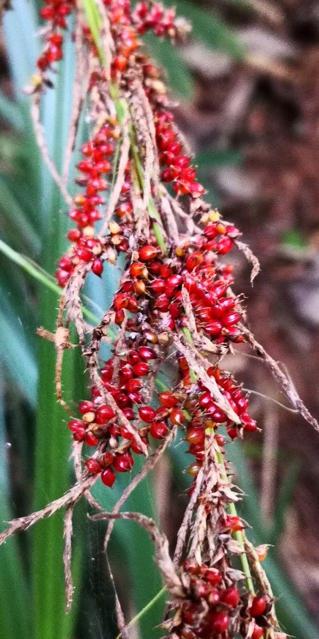 Carex dispalata fruit