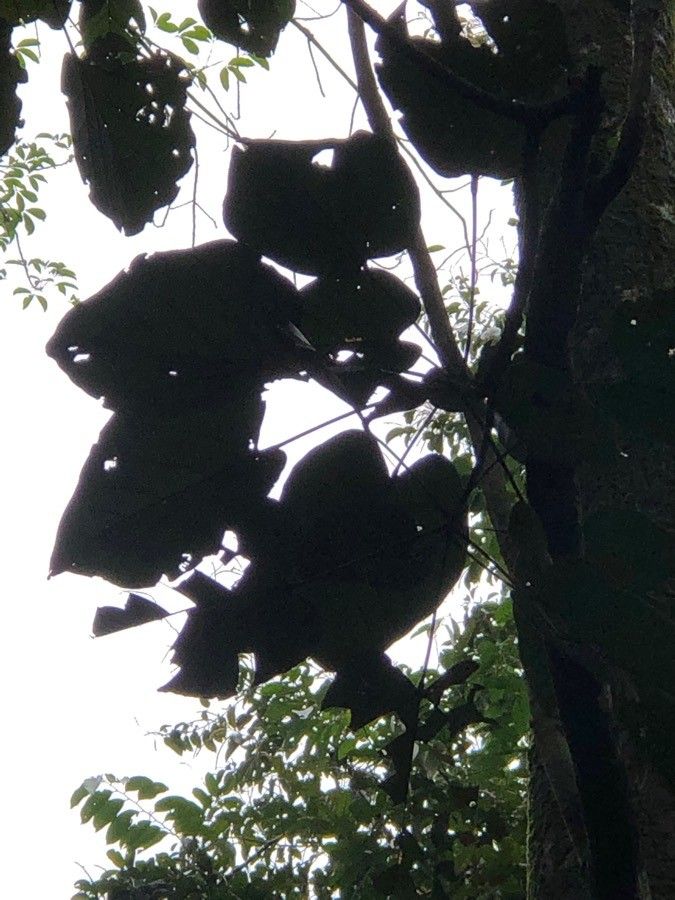 Pangium edule — search result for 'Papua New Guinea'