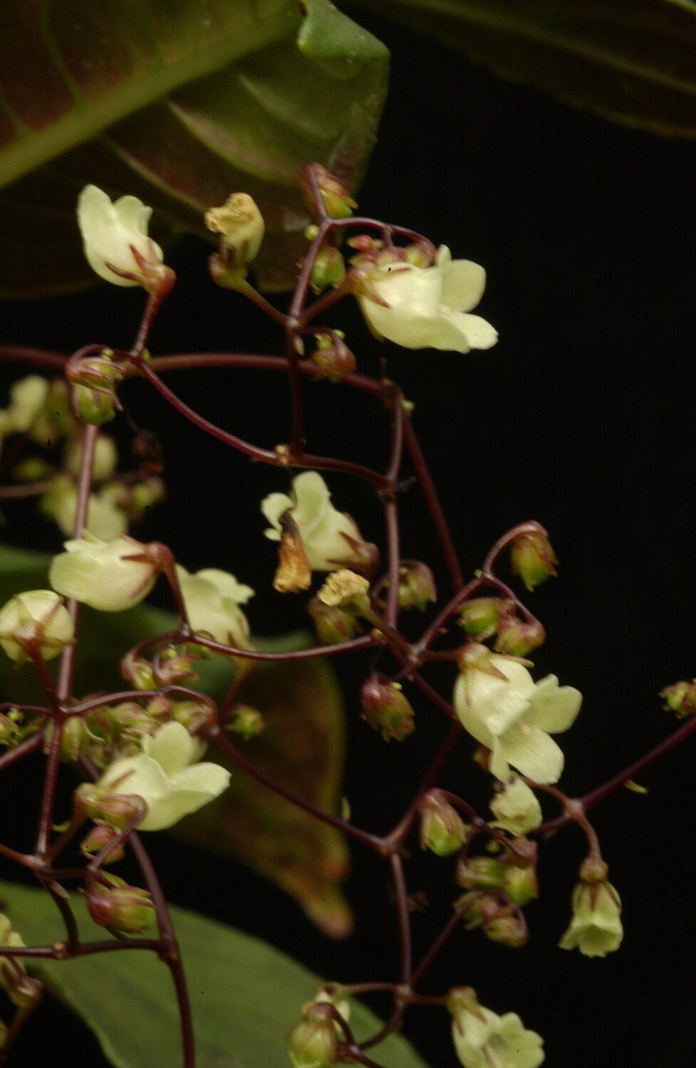 Streptocarpus papangae flower