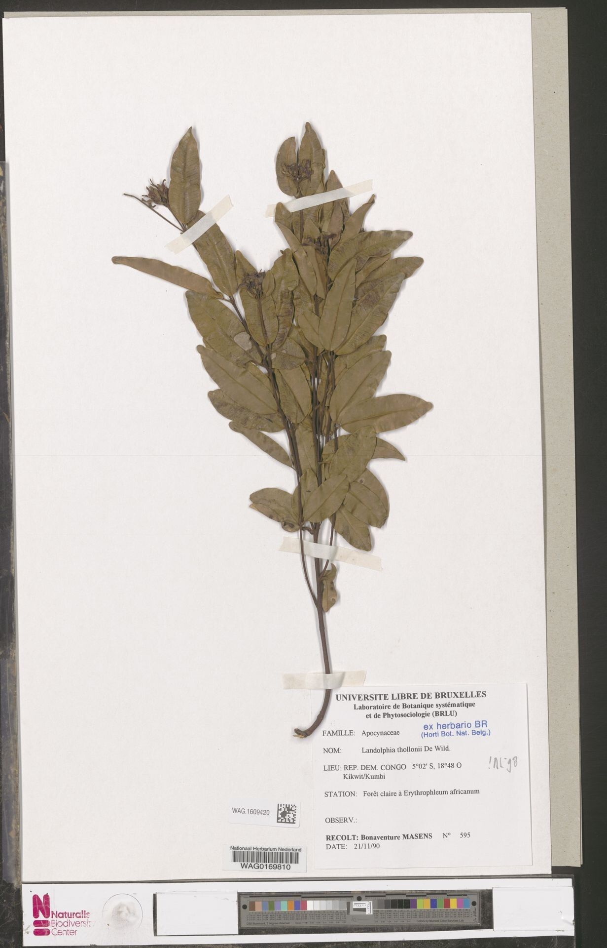 Landolphia thollonii — houseplant care guide