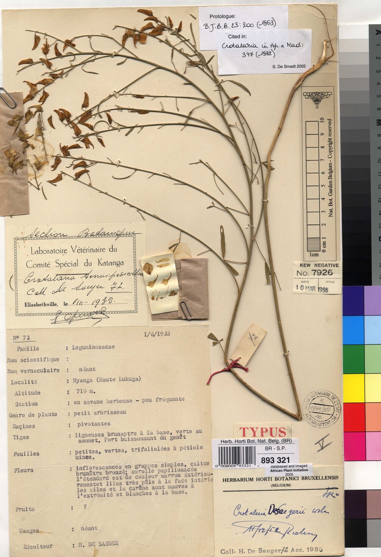 Crotalaria desaegeri — houseplant care guide