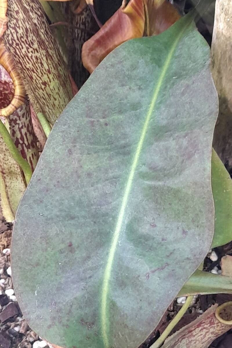 Nepenthes eymae leaf