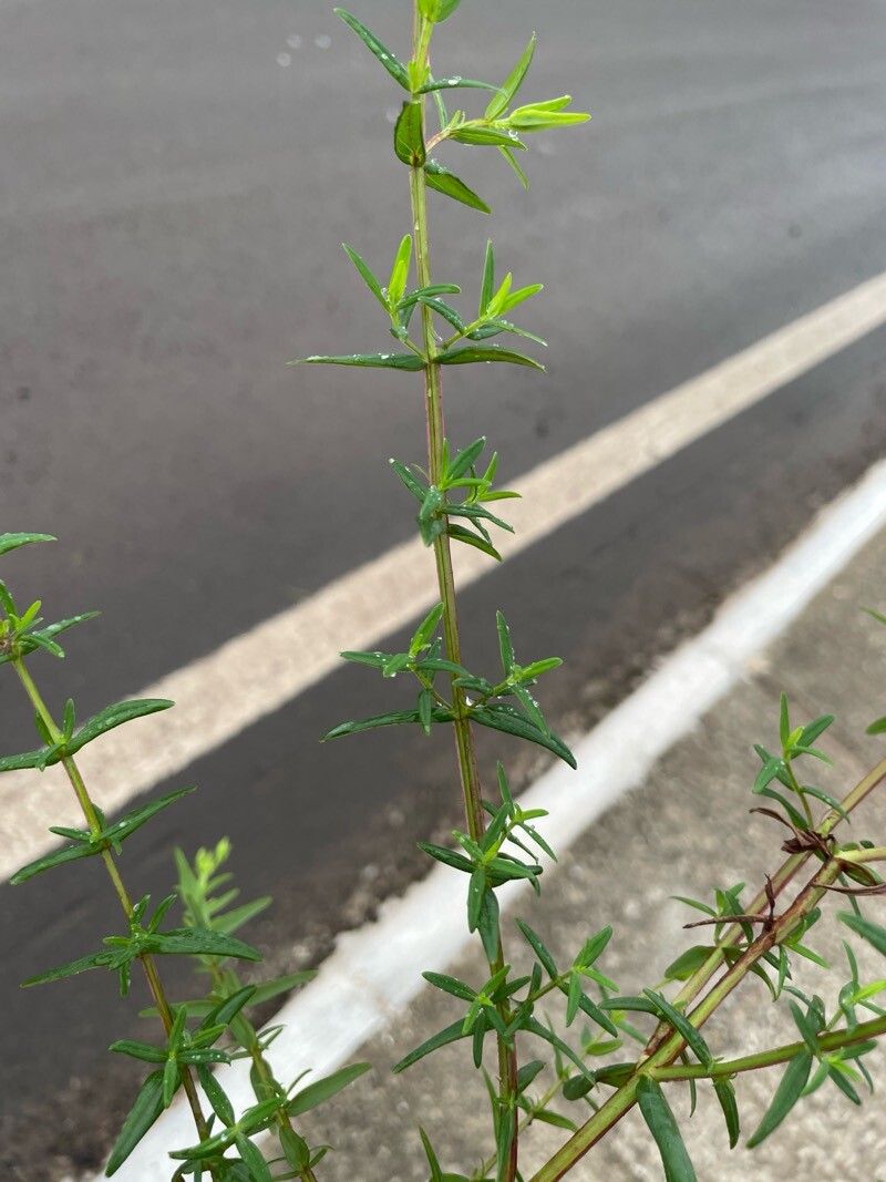 Hypericum brasiliense — search result for 'Hypericum'