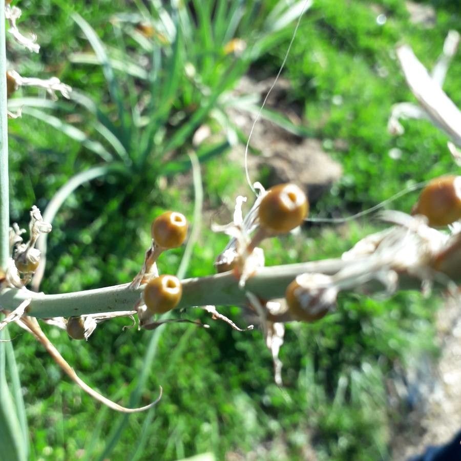 Asphodelus ramosus fruit