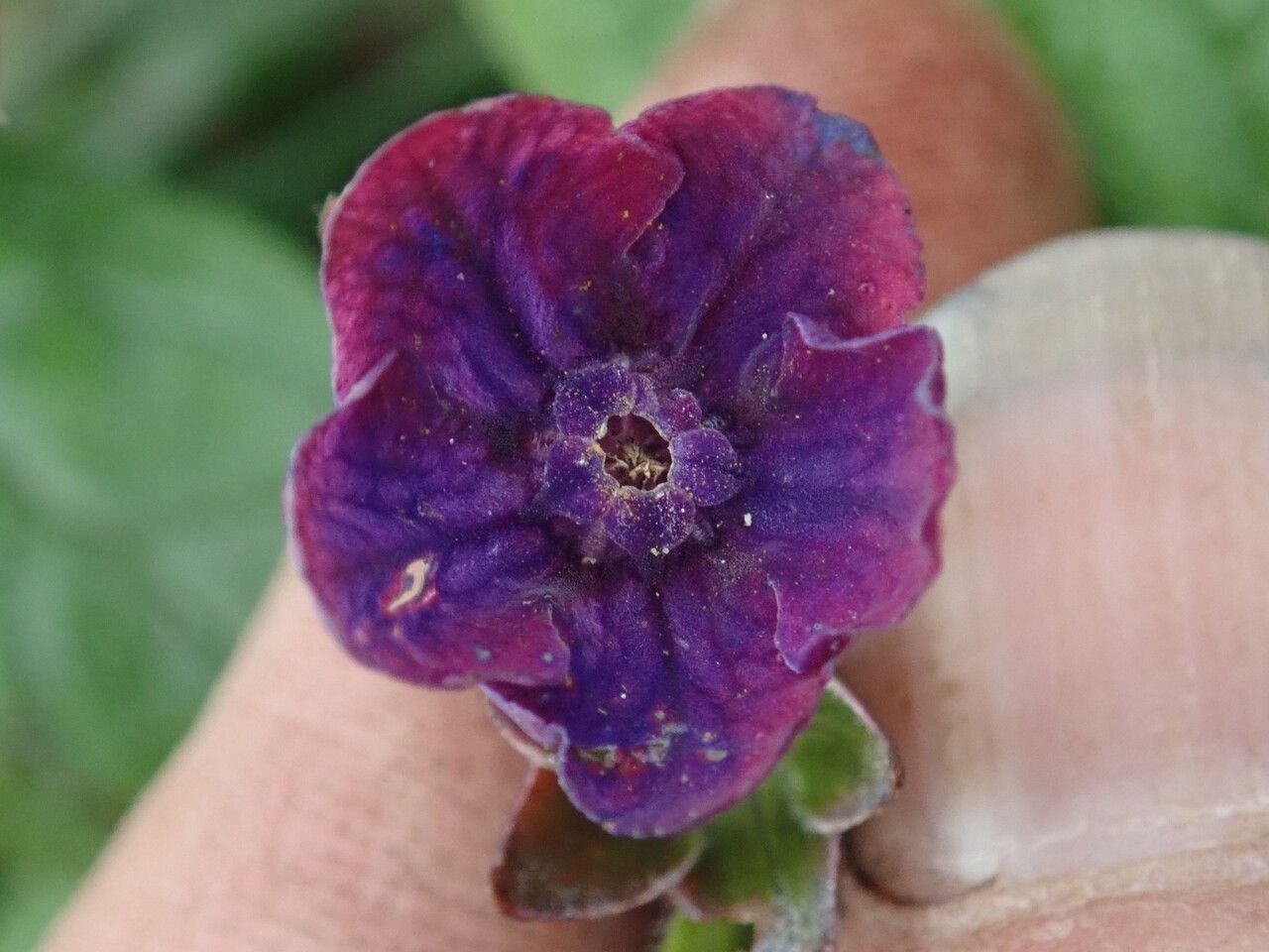 Cynoglossum microglochin other