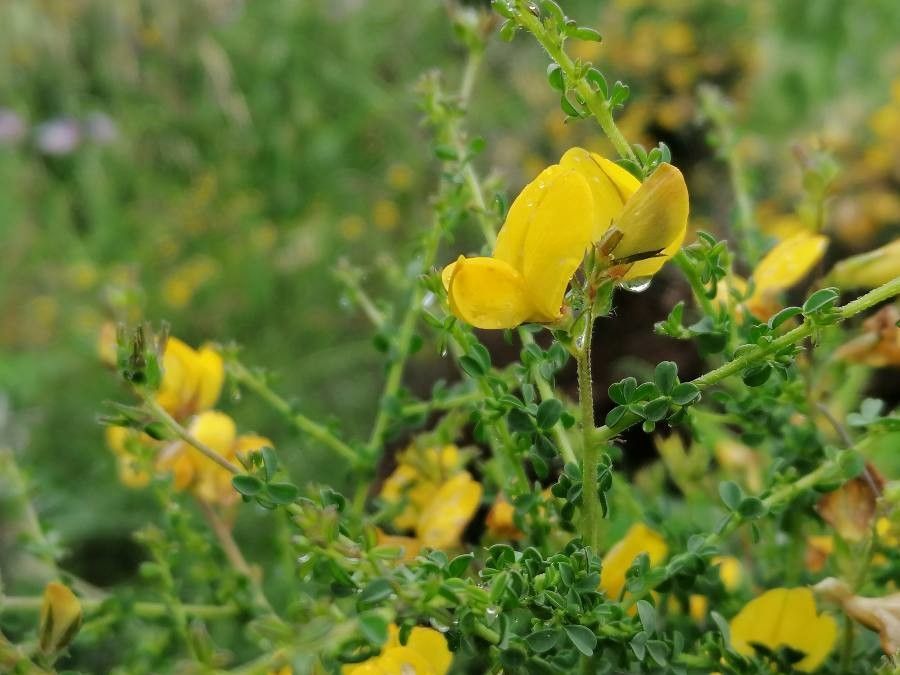 Adenocarpus telonensis flower