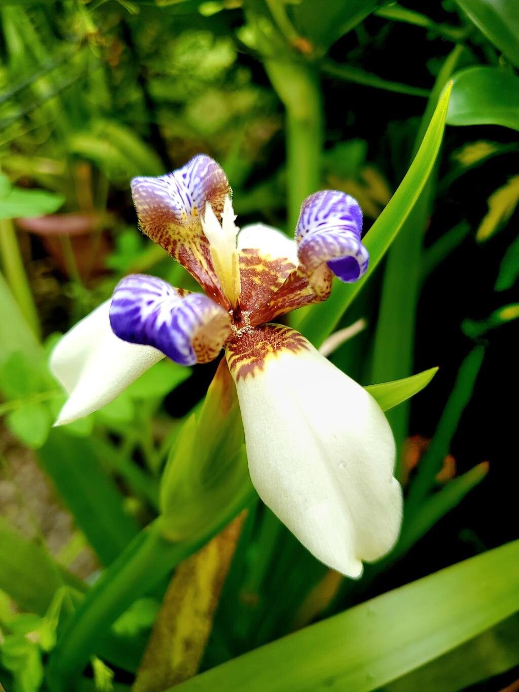 Trimezia gracilis flower