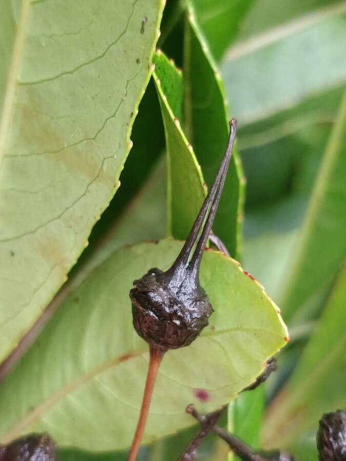 Forgesia racemosa fruit