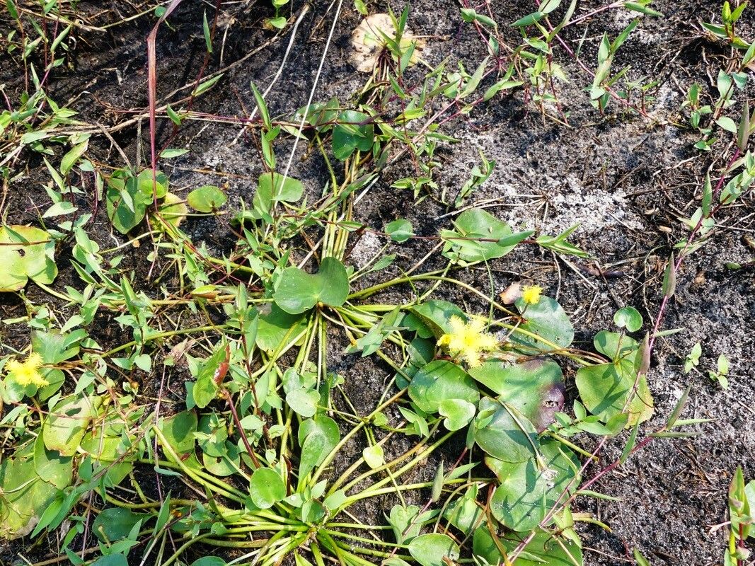 Nymphoides forbesiana — houseplant care guide