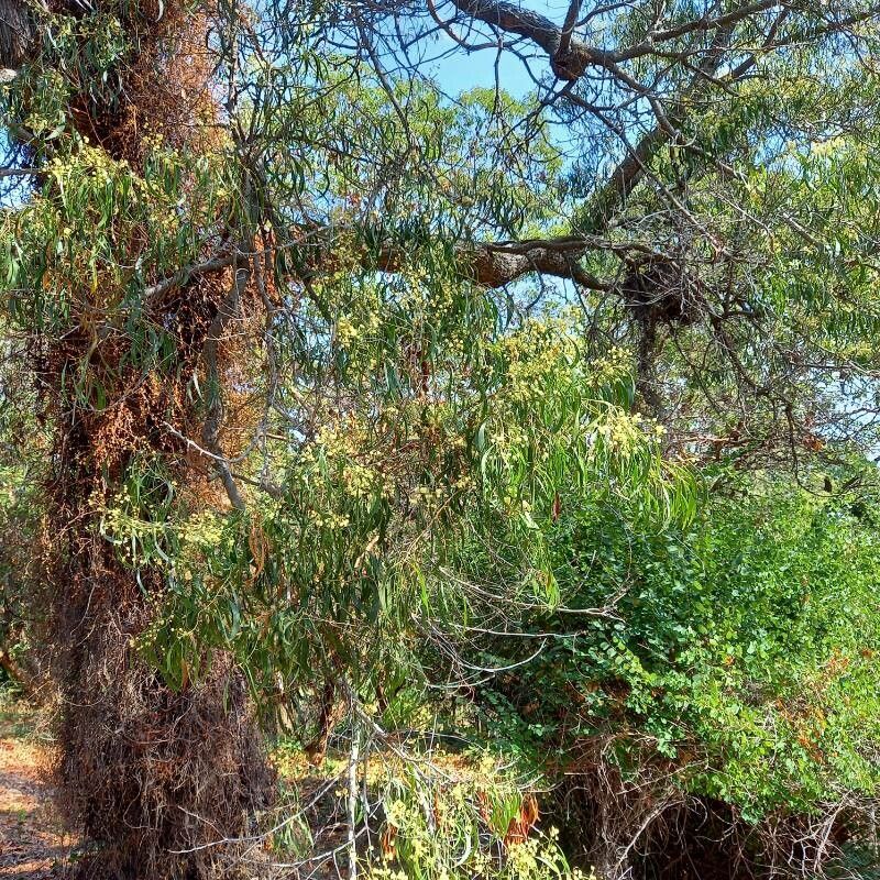 Acacia implexa habit