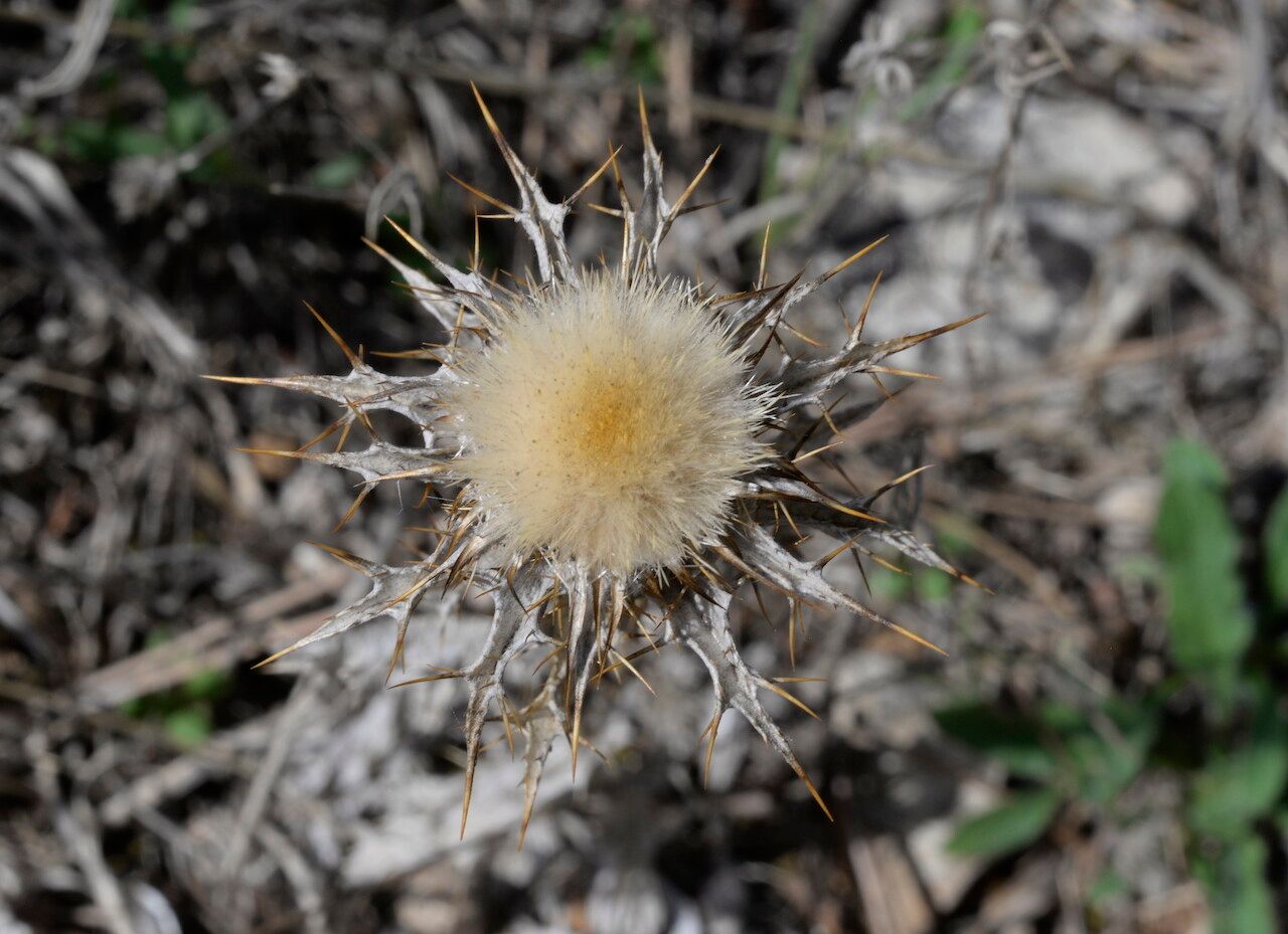 Carlina lanata fruit