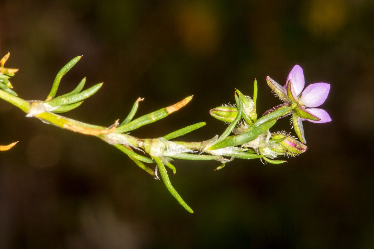Spergula rubra leaf