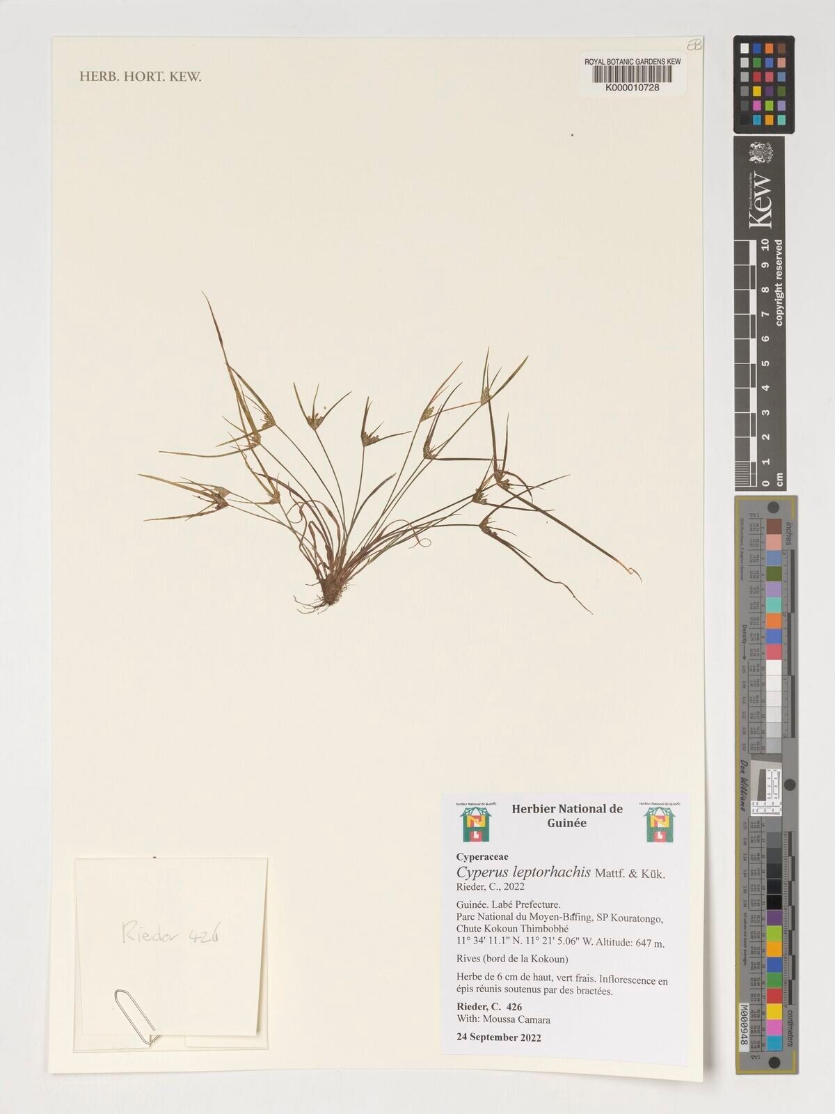 Cyperus leptorhachis — houseplant care guide