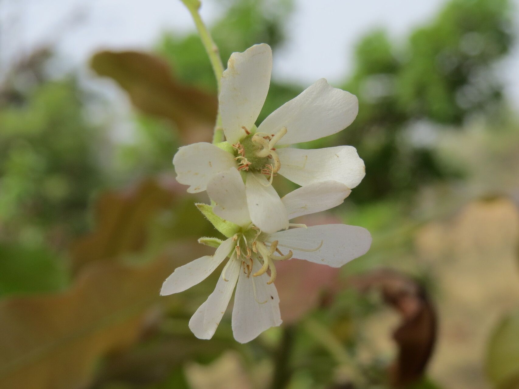 Dombeya quinqueseta flower