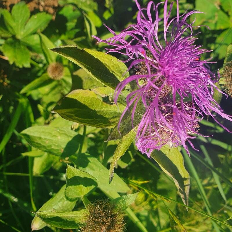 Centaurea pseudophrygia — houseplant care guide