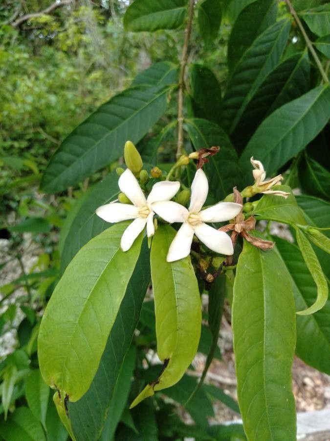 Wrightia candollei flower
