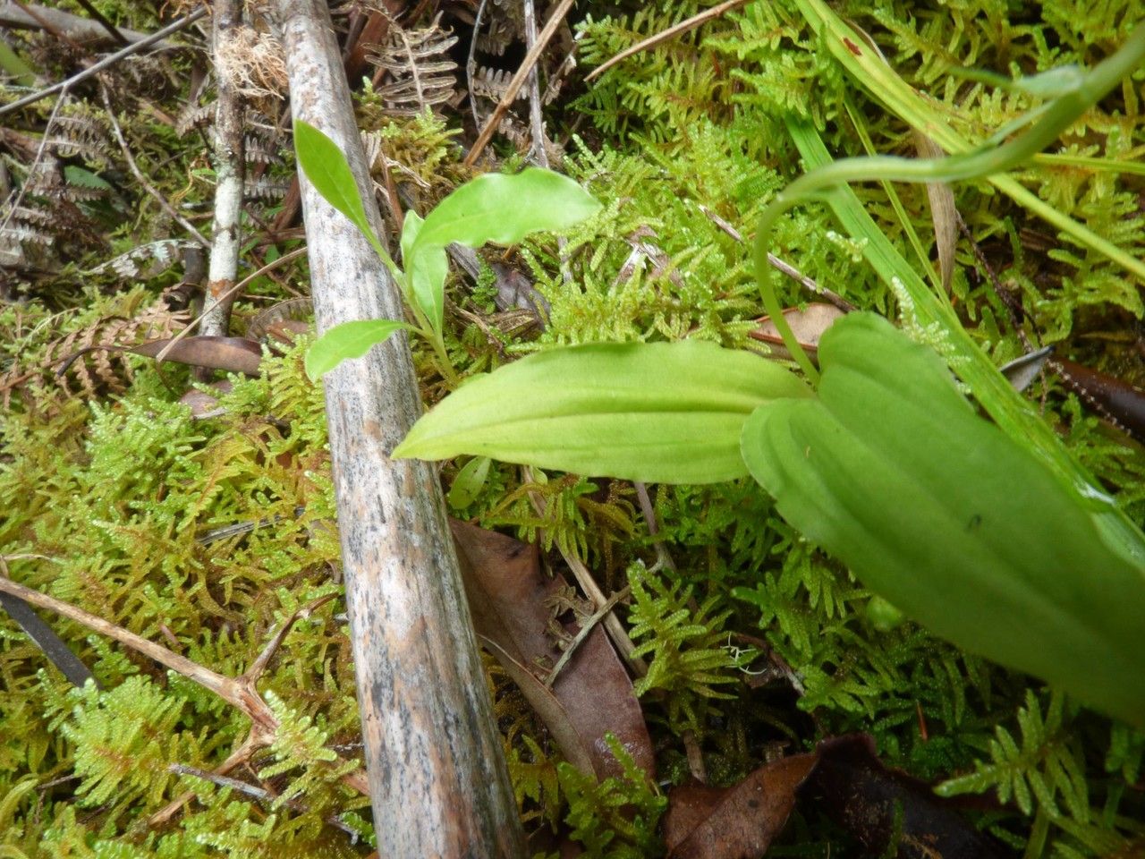 Liparis flavescens — houseplant care guide