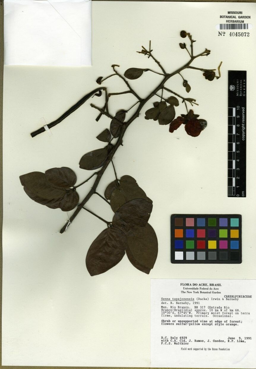 Senna tapajozensis — search result for 'Senna'