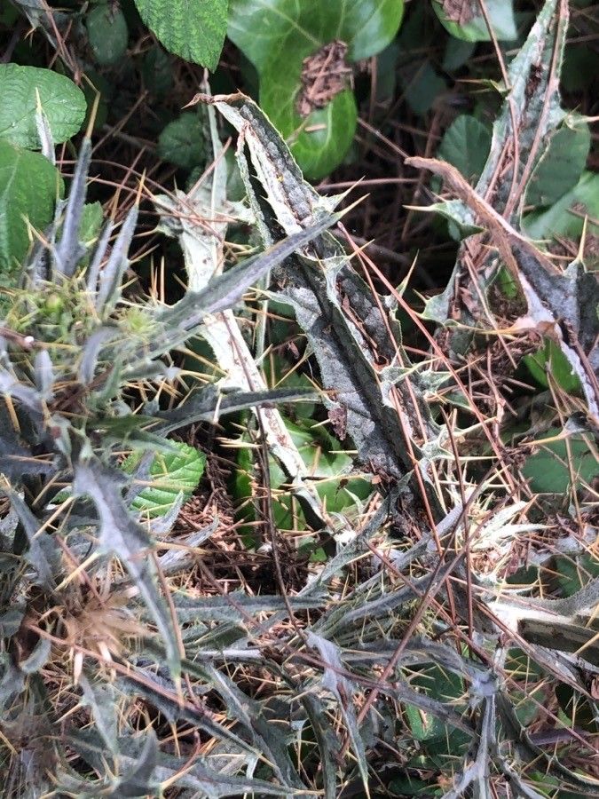 Picnomon acarna leaf