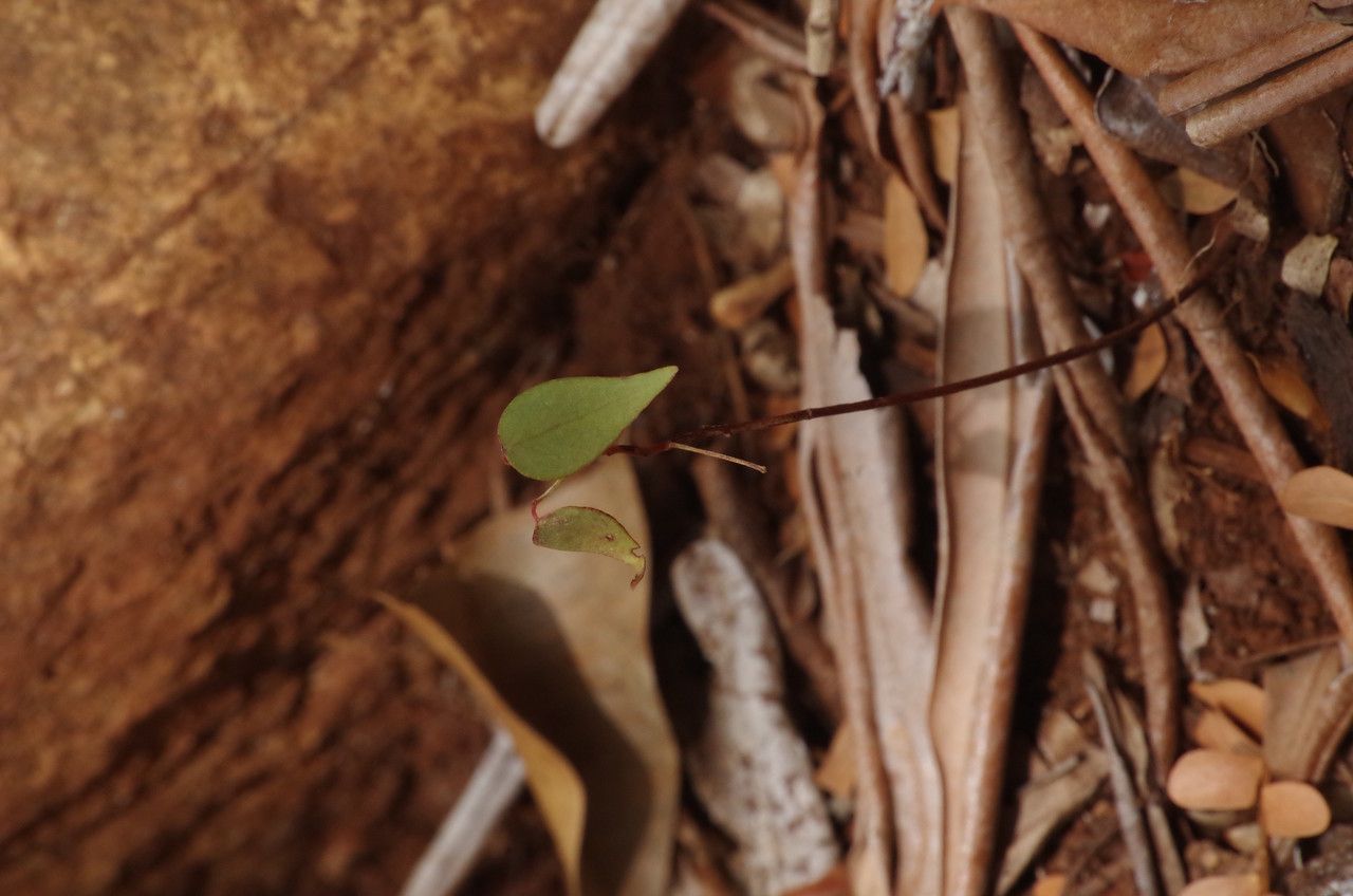 Phyllanthus luciliae bark