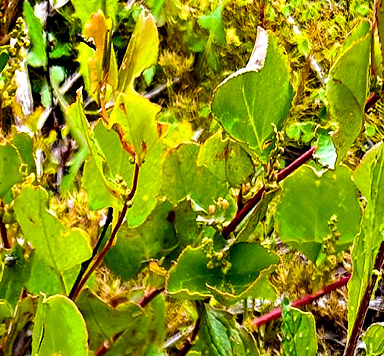 Muehlenbeckia adpressa