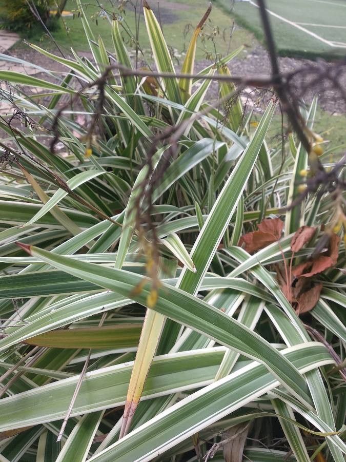 Dianella tasmanica fruit