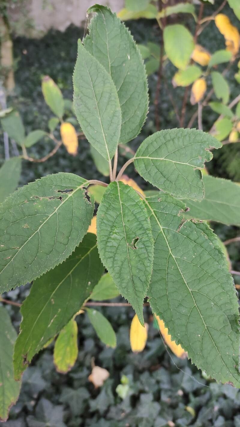 Hydrangea heteromalla leaf