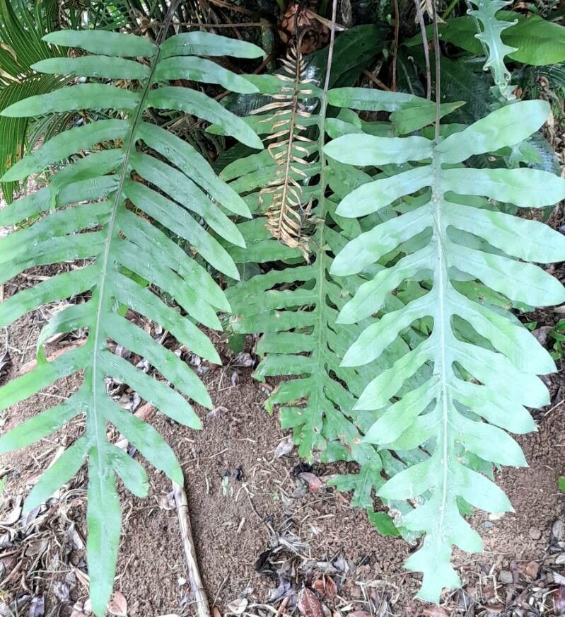 Phlebodium pseudoaureum habit