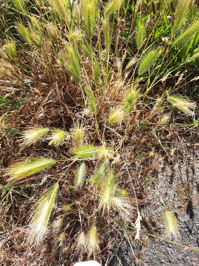 Hordeum marinum leaf